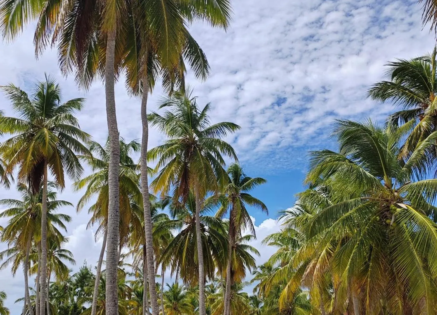 Casa Rural El Paraíso de Saona Mano Juan